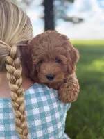 Tulip, a female Cavapoo and Poodle - Miniature  for sale in Seymour, MO – 5 of 5