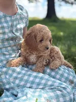 Bluebell, a female Cavapoo and Poodle - Miniature  for sale in Seymour, MO – 5 of 5