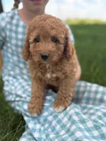 Rose , a female Cavapoo and Poodle - Miniature  for sale in Seymour, MO – 3 of 5