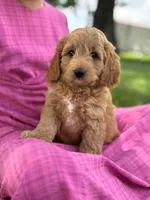 Cal, a male Cavapoo and Poodle - Miniature  for sale in Seymour, MO – 4 of 4