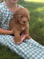 Tulip, a female Cavapoo and Poodle - Miniature  for sale in Seymour, MO – 3 of 5