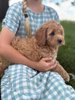 Clover, a female Cavapoo and Poodle - Miniature  for sale in Seymour, MO – 3 of 5