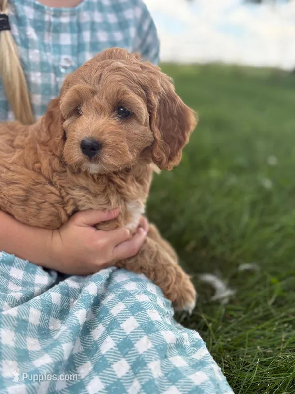 Clover – Cavapoo, Poodle - Miniature  puppy for sale in Seymour, MO