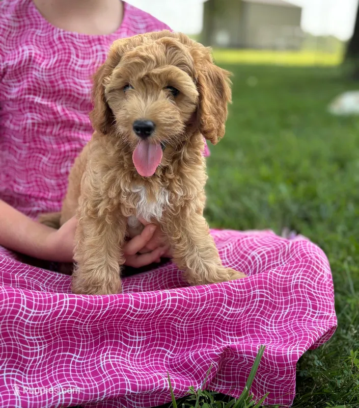 Clover – Cavapoo, Poodle - Miniature  puppy for sale in Seymour, MO