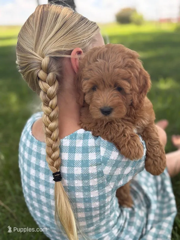 Tulip – Cavapoo, Poodle - Miniature  puppy for sale in Seymour, MO