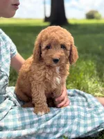 Rose , a female Cavapoo and Poodle - Miniature  for sale in Seymour, MO – 1 of 5