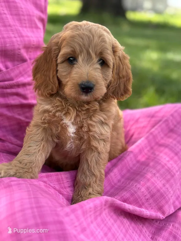 Cal – Cavapoo, Poodle - Miniature  puppy for sale in Seymour, MO