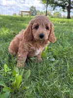 Cal, a male Cavapoo and Poodle - Miniature  for sale in Seymour, MO – 3 of 4