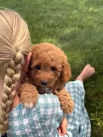 Rose , a female Cavapoo and Poodle - Miniature  for sale in Seymour, MO – 4 of 5