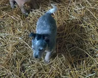 Blue Two, a male Australian Cattle Dog for sale in Green Camp, OH – Photo 1 of 2