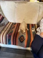 Red 1, a male Australian Cattle Dog for sale in Green Camp, OH – Photo 3 of 3