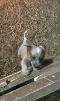 Red 1, a male Australian Cattle Dog for sale in Green Camp, OH – Photo 2 of 3