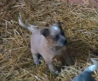 Red 1, a male Australian Cattle Dog for sale in Green Camp, OH – Photo 1 of 3