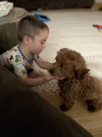 Hunter Jr., a male Cavapoo for sale in Plainfield, CT – Photo 7 of 8