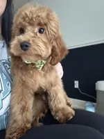 Hunter Jr., a male Cavapoo for sale in Plainfield, CT – Photo 1 of 8