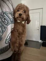 Hunter Jr., a male Cavapoo for sale in Plainfield, CT – Photo 2 of 8