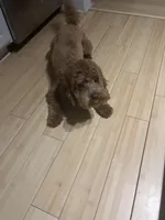 Hunter Jr., a male Cavapoo for sale in Plainfield, CT – Photo 4 of 8