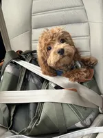 Hunter Jr., a male Cavapoo for sale in Plainfield, CT – Photo 6 of 8