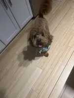 Hunter Jr., a male Cavapoo for sale in Plainfield, CT – Photo 5 of 8