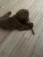 Hunter Jr., a male Cavapoo for sale in Plainfield, CT – Photo 8 of 8