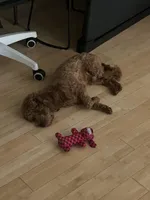 Hunter Jr., a male Cavapoo for sale in Plainfield, CT – Photo 3 of 8