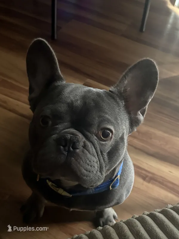 Apollo – French Bulldog puppy for sale in Raleigh, NC