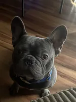 Apollo, a male French Bulldog for sale in Raleigh, NC – 1 of 2
