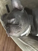 Apollo, a male French Bulldog for sale in Raleigh, NC – 2 of 2