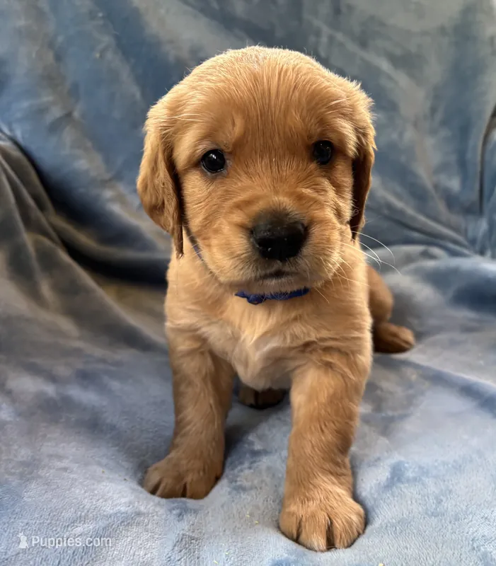 Blue – Golden Retriever puppy for sale in Chippewa Falls, WI