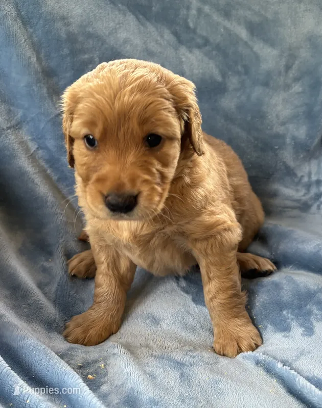 Pink – Golden Retriever puppy for sale in Chippewa Falls, WI