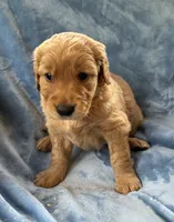 Pink, a female Golden Retriever for sale in Chippewa Falls, WI – 1 of 1