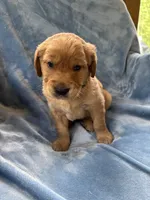 Green, a male Golden Retriever for sale in Chippewa Falls, WI – 1 of 1