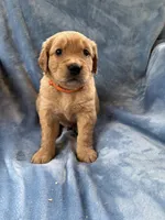 Orange, a male Golden Retriever for sale in Chippewa Falls, WI – 1 of 1