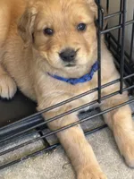 Blue, a male Golden Retriever for sale in Chippewa Falls, WI – 2 of 2