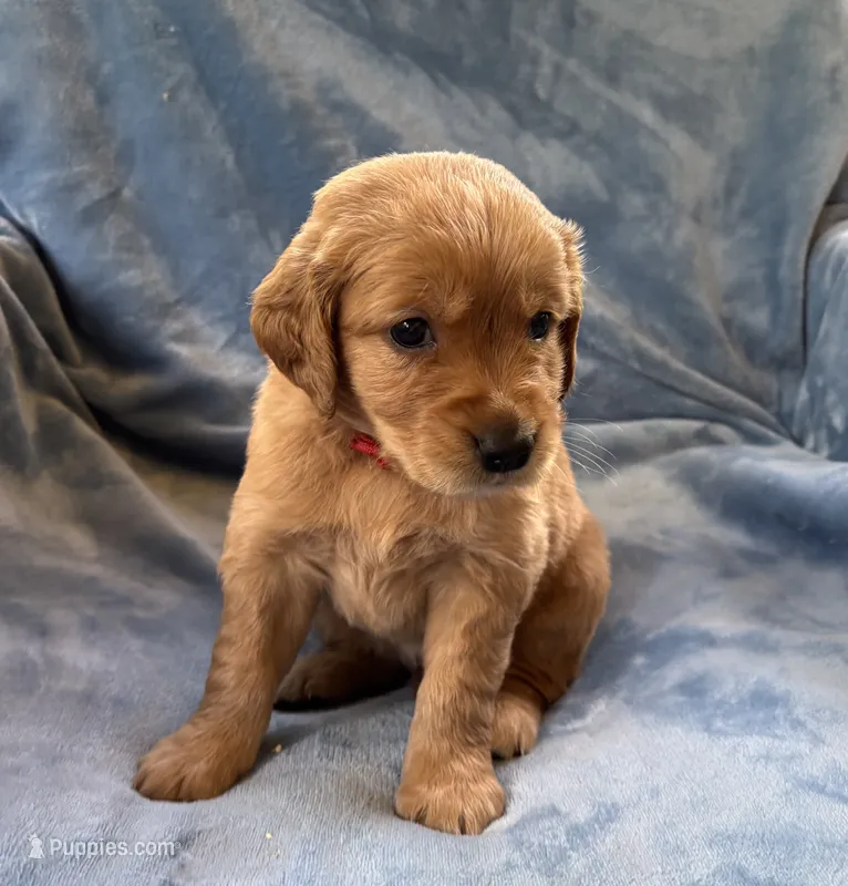 Red – Golden Retriever puppy for sale in Chippewa Falls, WI