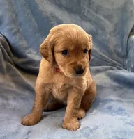 Red, a male Golden Retriever for sale in Chippewa Falls, WI – 1 of 1