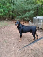 Maverick , a male Doberman Pinscher for sale in Blairsville, GA – 2 of 4