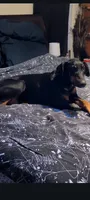 Maverick , a male Doberman Pinscher for sale in Blairsville, GA – 4 of 4