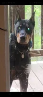 Maverick , a male Doberman Pinscher for sale in Blairsville, GA – 3 of 4
