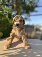 Vera, a female Goldendoodle for sale in Anaheim, CA – Photo 5 of 8