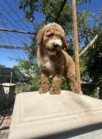 Vera, a female Goldendoodle for sale in Anaheim, CA – Photo 4 of 8