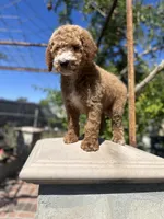 Vera, a female Goldendoodle for sale in Anaheim, CA – Photo 2 of 8