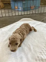 Vera, a female Goldendoodle for sale in Anaheim, CA – Photo 8 of 8