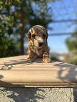 Vera, a female Goldendoodle for sale in Anaheim, CA – Photo 7 of 8