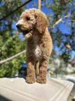 Vera, a female Goldendoodle for sale in Anaheim, CA – Photo 3 of 8