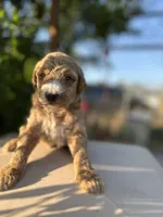 Vera, a female Goldendoodle for sale in Anaheim, CA – Photo 6 of 8