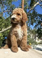 Vera, a female Goldendoodle for sale in Anaheim, CA – Photo 1 of 8
