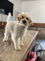 Mochi, a female Miniature Goldendoodle for sale in Anaheim, CA – 6 of 6