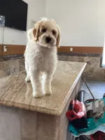 Mochi, a female Miniature Goldendoodle for sale in Anaheim, CA – 5 of 6