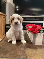 Bri, a female Miniature Goldendoodle for sale in Anaheim, CA – 4 of 6